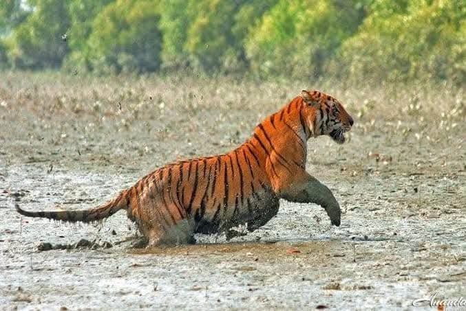 1 Day Sundarban Tour