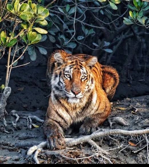 Sundarban Core Zone