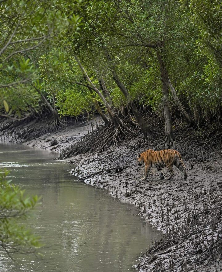 Tiger Trail